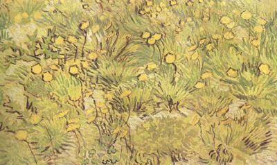 Vincent Van Gogh A Field of Yellow Flowers (nn04) oil painting image
